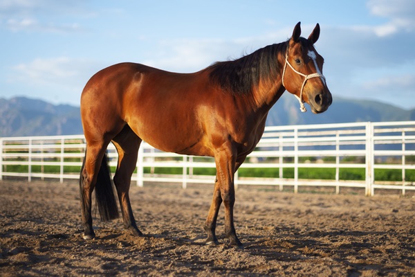 A quarter horse standing against a white rail fence